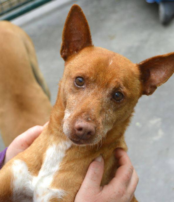 Portrait de Podenco