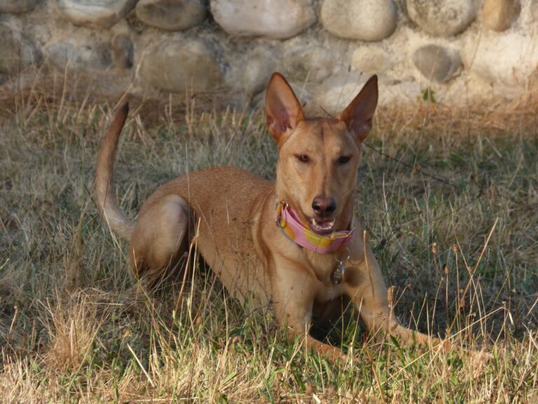 Podenco agile
