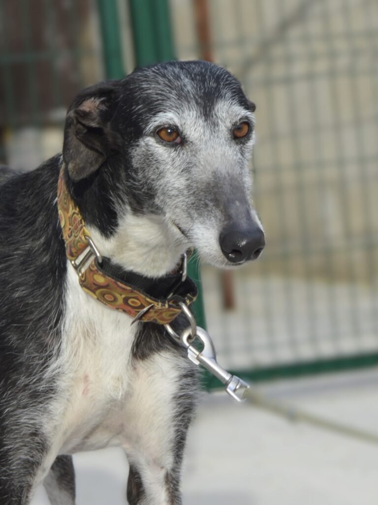 Portrait de Galgo