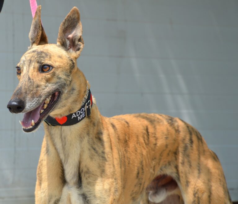 Galgo Espagnol