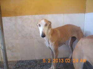 Galgos (8)