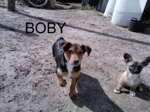 boby t (2)