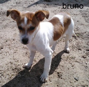 bruno t