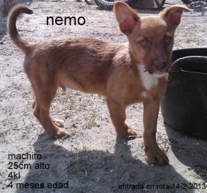 nemo y