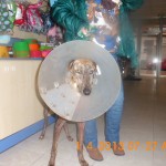 Ana, galga herida de Linares (5)