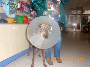 Ana, galga herida de Linares (5)