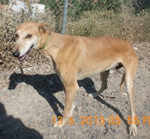 Hector (7)