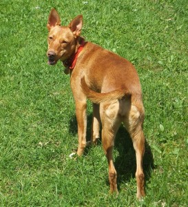 Une belle chienne caramel dans une belle herbe bien verte