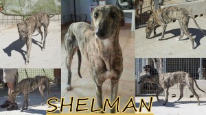 shelman