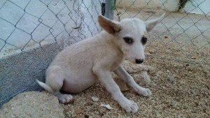 Podenco Jaen