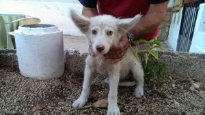 Podenco Jaen1