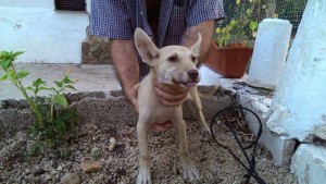 Podenco Jaen2