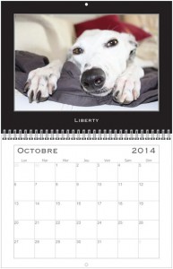 galgo oct