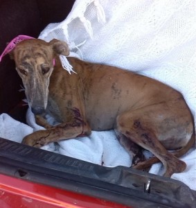 galga encontrada