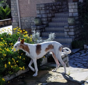 tina et les fleurs