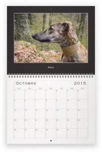 oct galgo