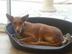 podenco leslie