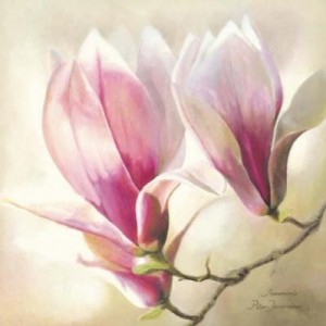Magnolia-Liliflora-148080