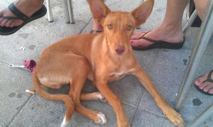 podenco seville f