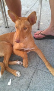 podenco seville g