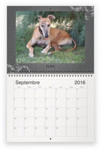 galgo sep