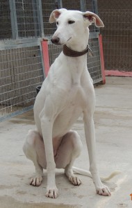 blanca3