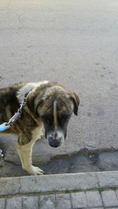 cesar 4