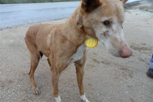 Podenco Linares vieux