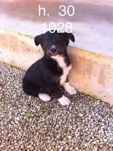 chiot 1028