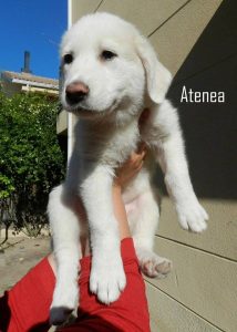 athena