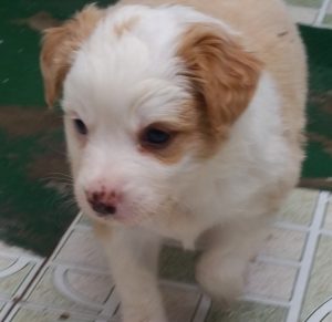 dulcinea4