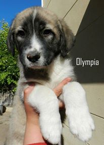 olympia