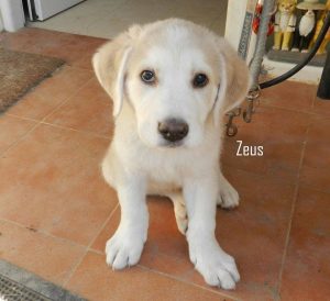 zeus