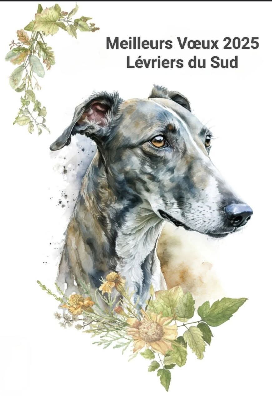 Meilleurs voeux 2025 Lévriers du sud
